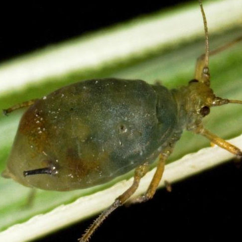 Bird cherry-oat aphid